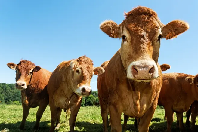 cows